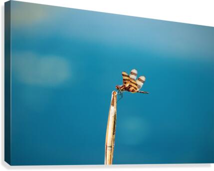Dragonfly on a Reed Canvas Print