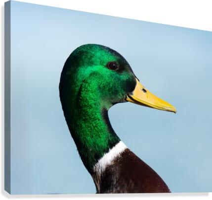 Drake Portrait Canvas Print