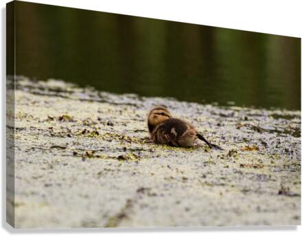Laid Back Duckling Canvas Print