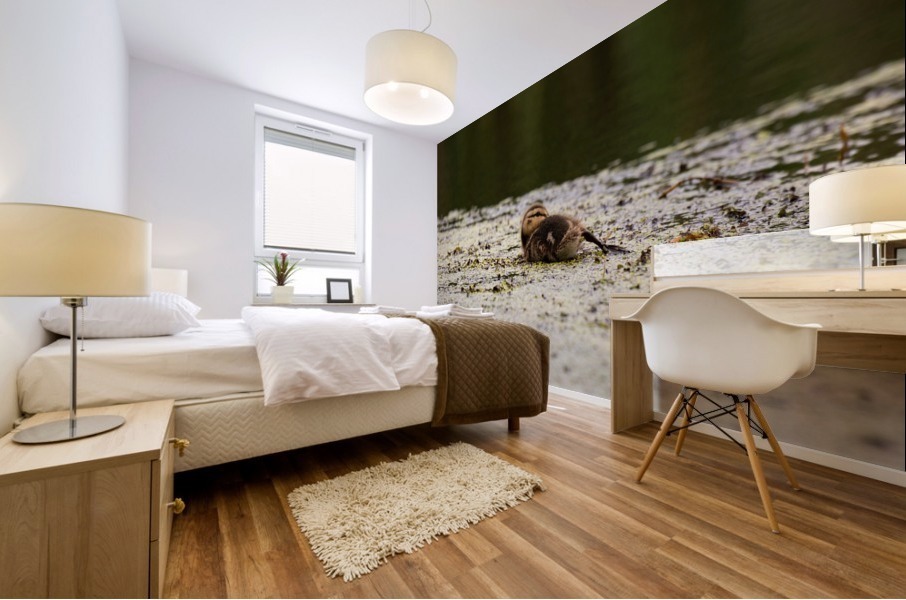 Laid Back Duckling Mural print
