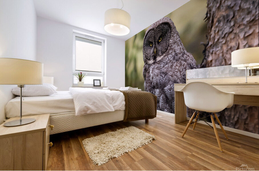 Great Gray Owl Mural print