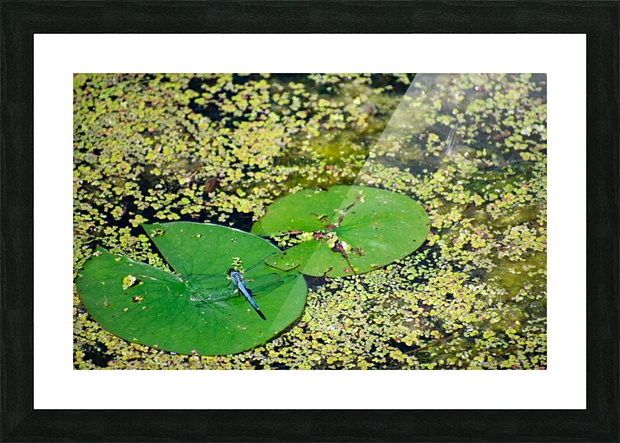 Dragonfly on Lily Pads Picture Frame print