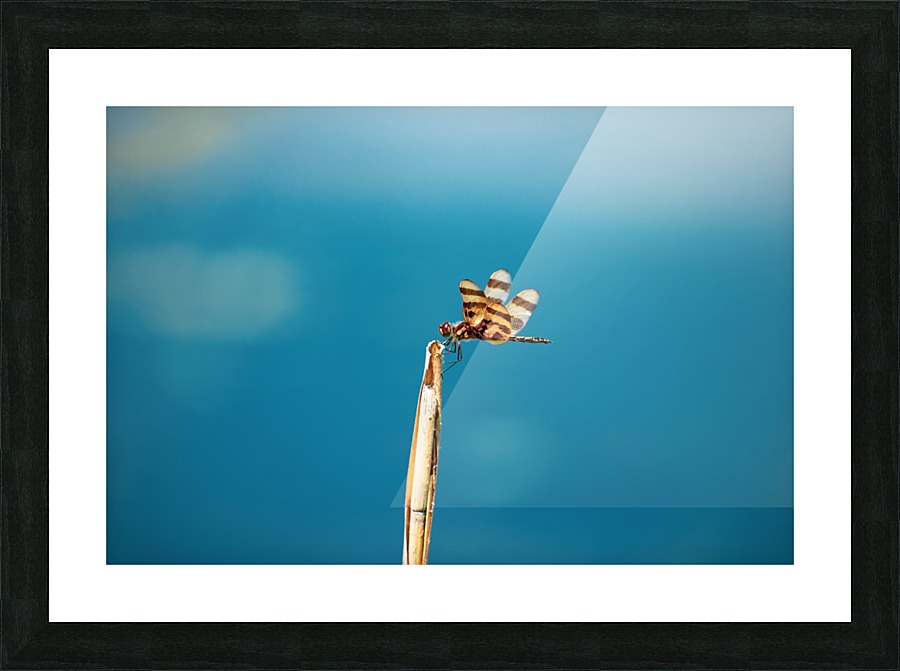 Dragonfly on a Reed Picture Frame print