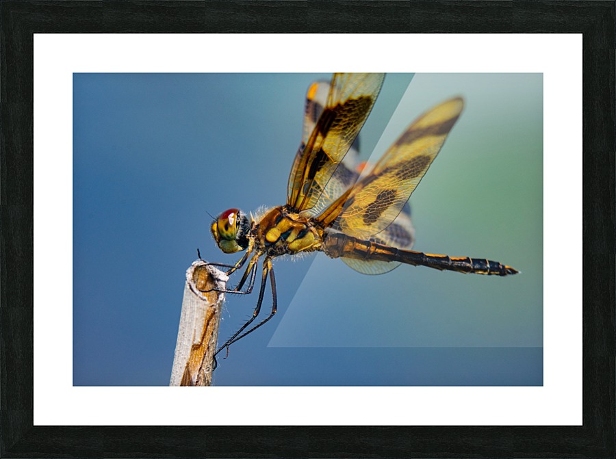 Dragonfly Macro Picture Frame print