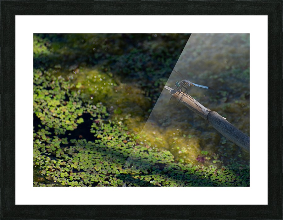 Dragonfly Macro Picture Frame print