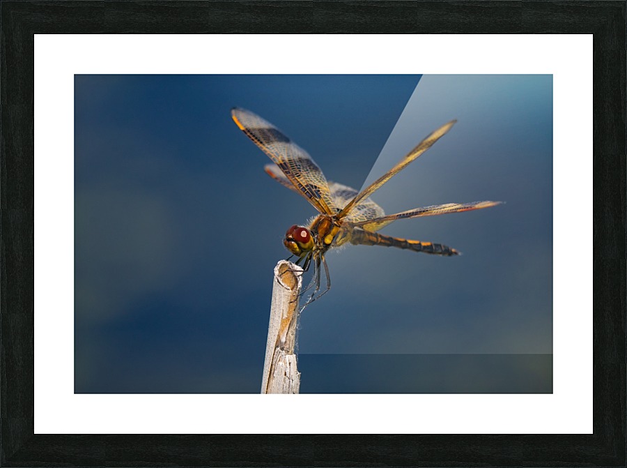 Dragonfly Macro Picture Frame print