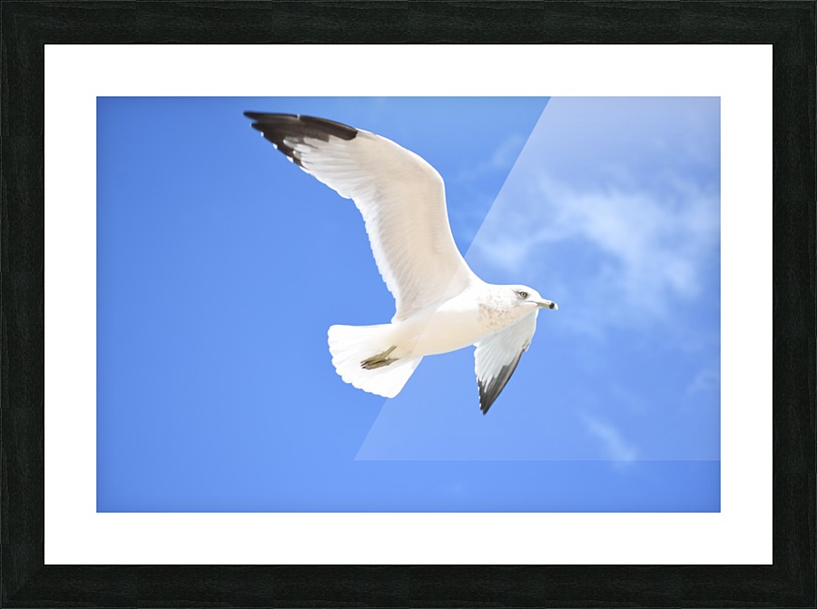 Seagull Overhead Picture Frame print