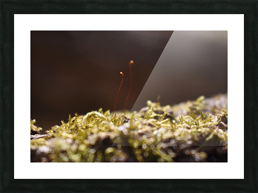 Macro Mushroom Picture Frame print