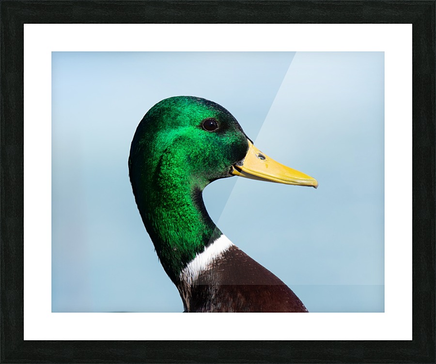 Drake Portrait Picture Frame print