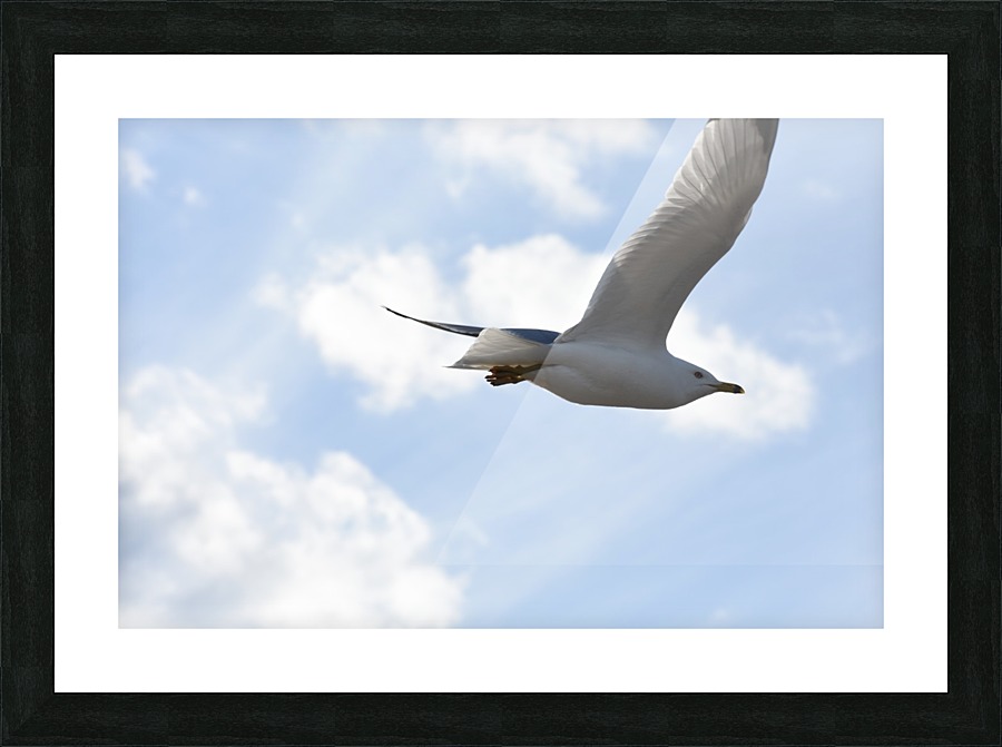 Flying Seagull Picture Frame print