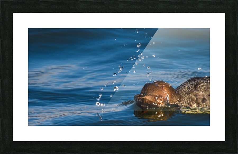Diving Merganser Picture Frame print