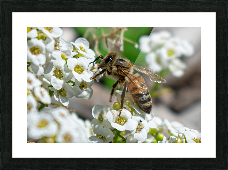 Pollinating Bee Picture Frame print