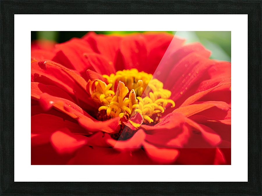 Red Flower Picture Frame print