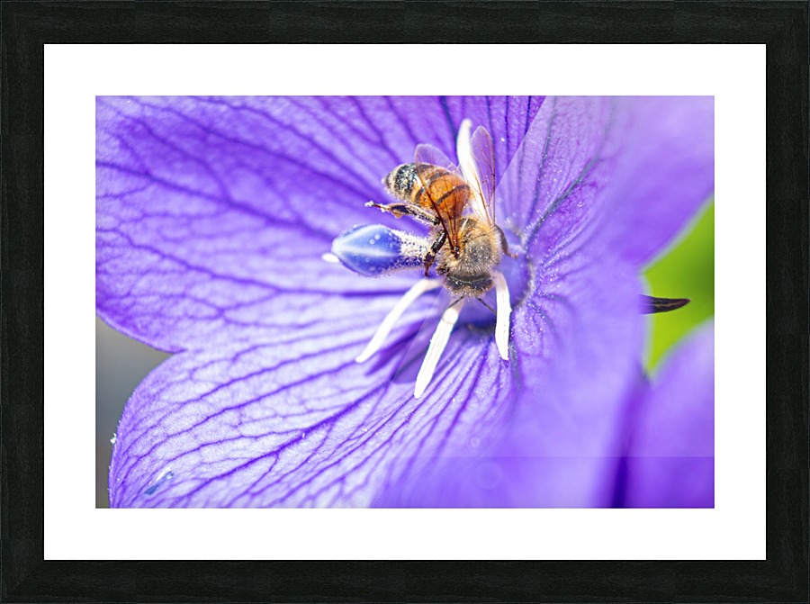 Pollinating Bee Picture Frame print