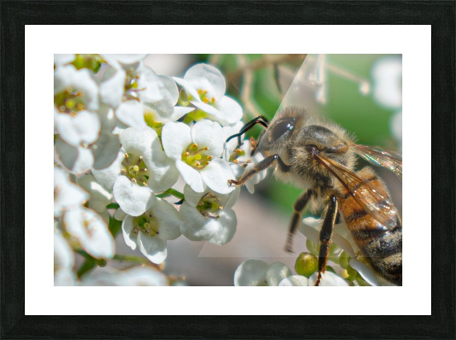 Pollinating Bee Picture Frame print