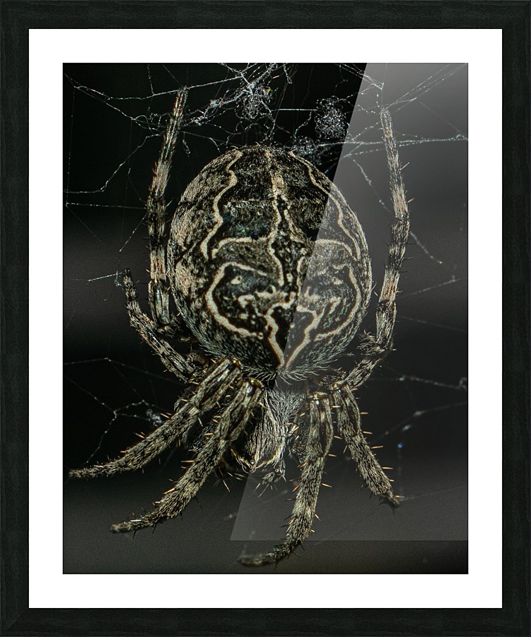 Macro Spider Picture Frame print