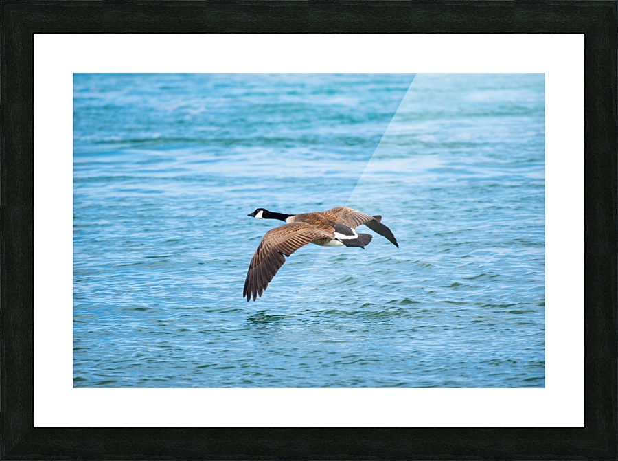 Gliding Geese Picture Frame print