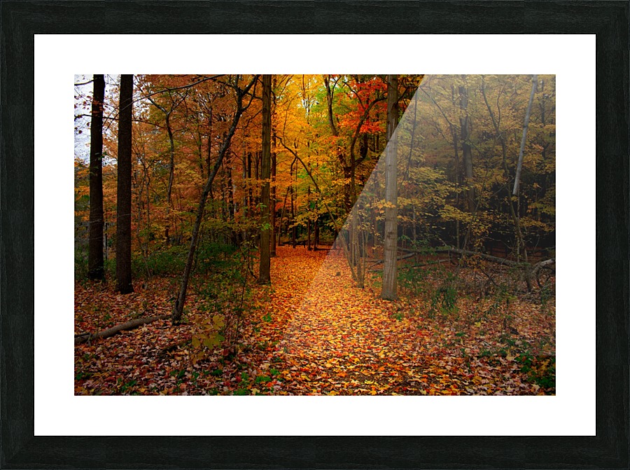 Path in the Woods Picture Frame print