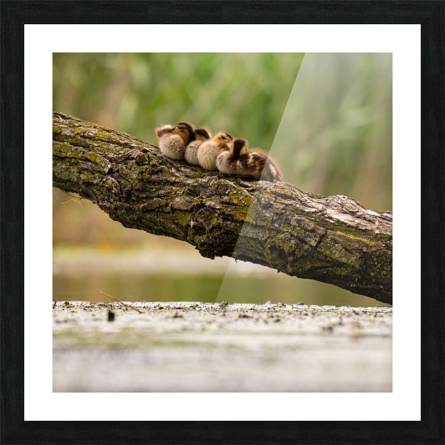 Ducklings on a Branch Picture Frame print