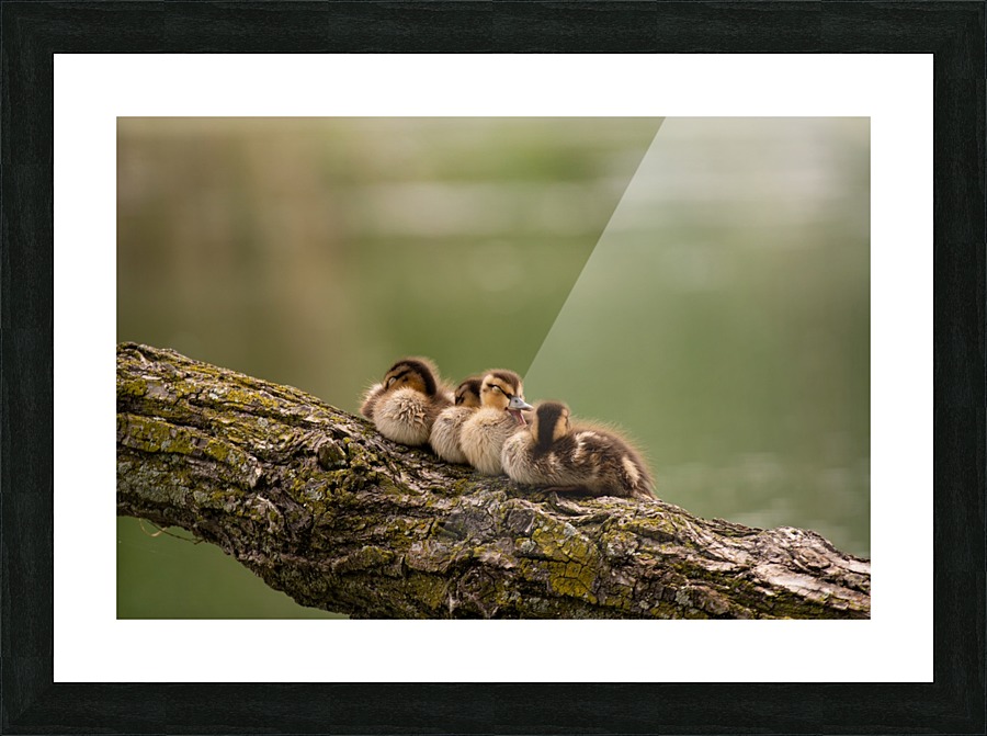 Sleepy Ducklings Picture Frame print