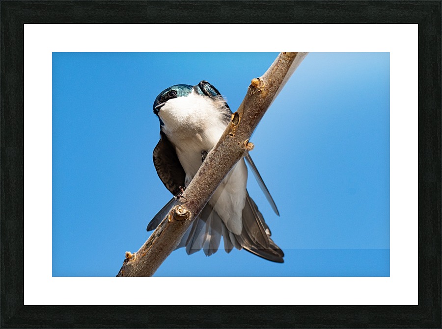 Tree Swallow Picture Frame print