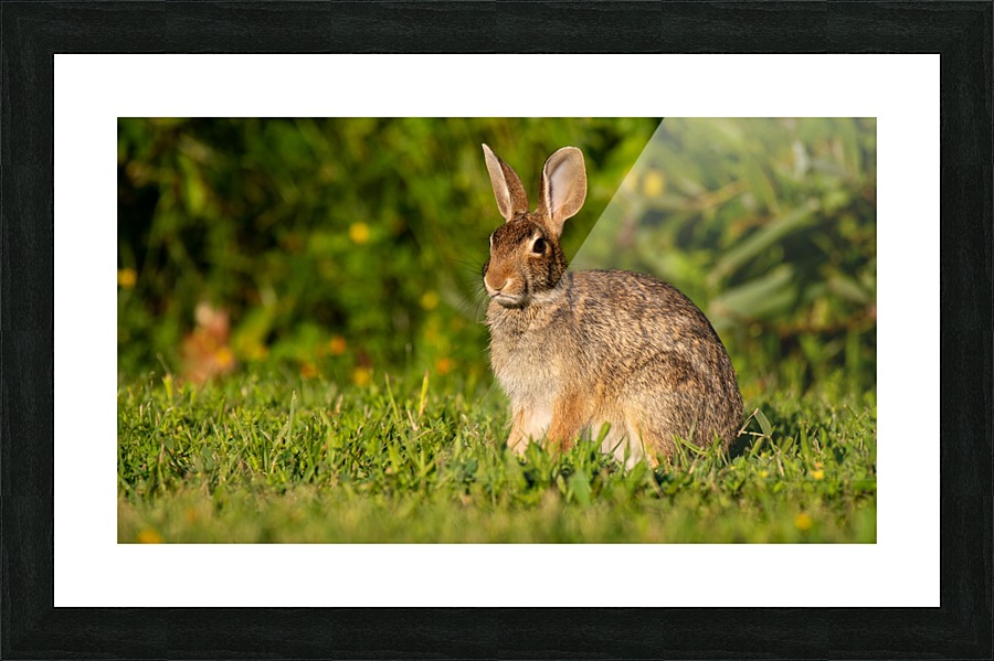 Bunny Portrait Picture Frame print