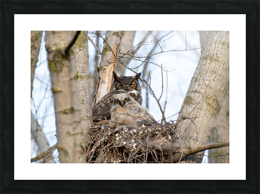 Owl Picture Frame print