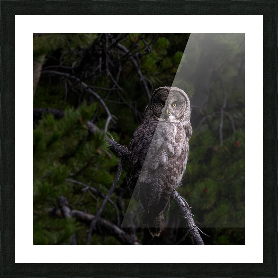 Great Gray Owl Picture Frame print
