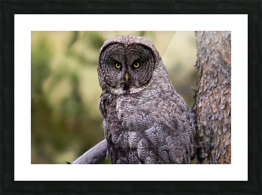Great Gray Owl Picture Frame print