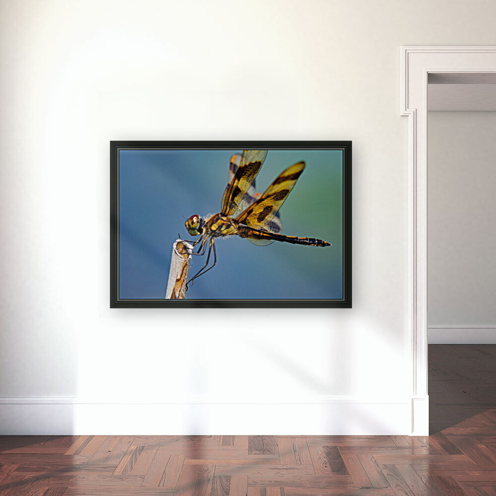 Dragonfly Macro Reproduction