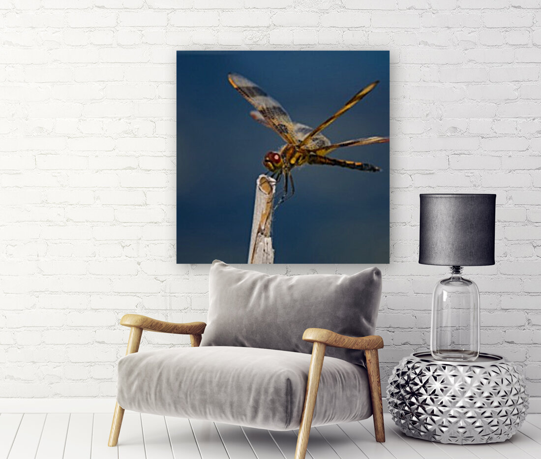 Dragonfly Macro Reproduction