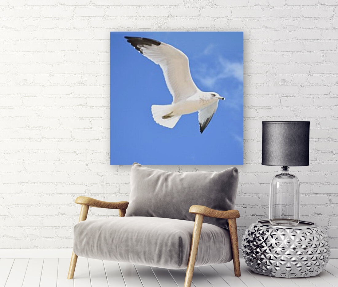 Seagull Overhead Reproduction