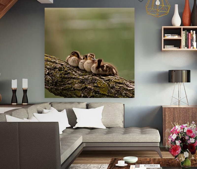 Sleepy Ducklings Reproduction