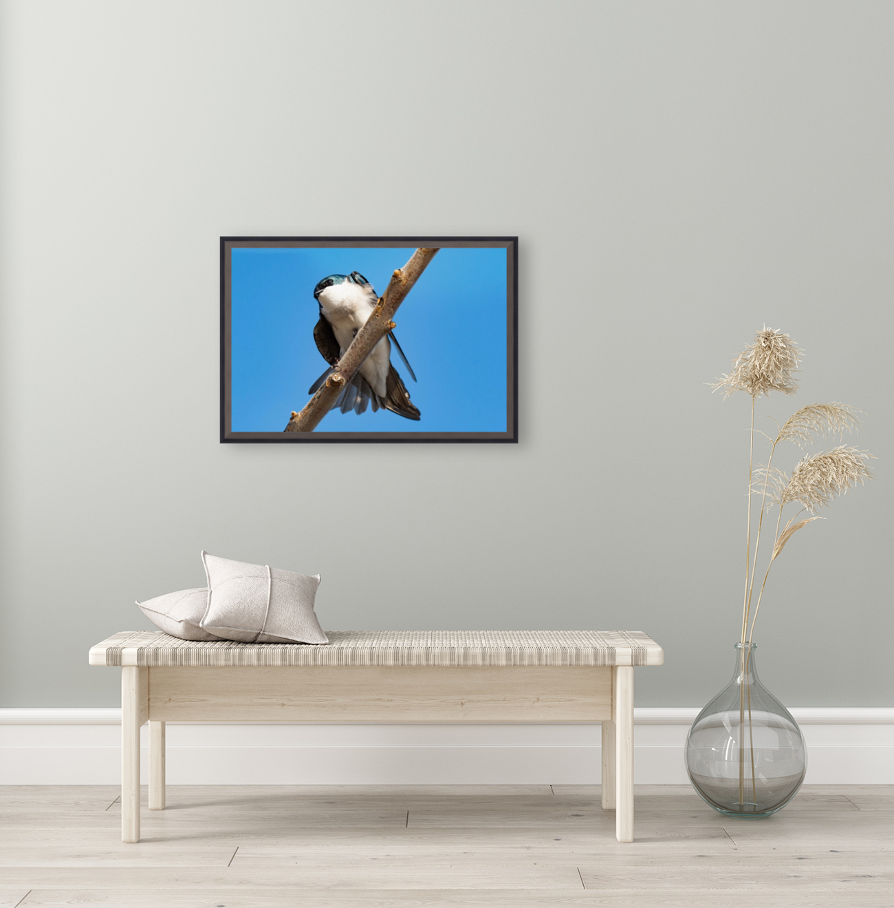 Tree Swallow Reproduction