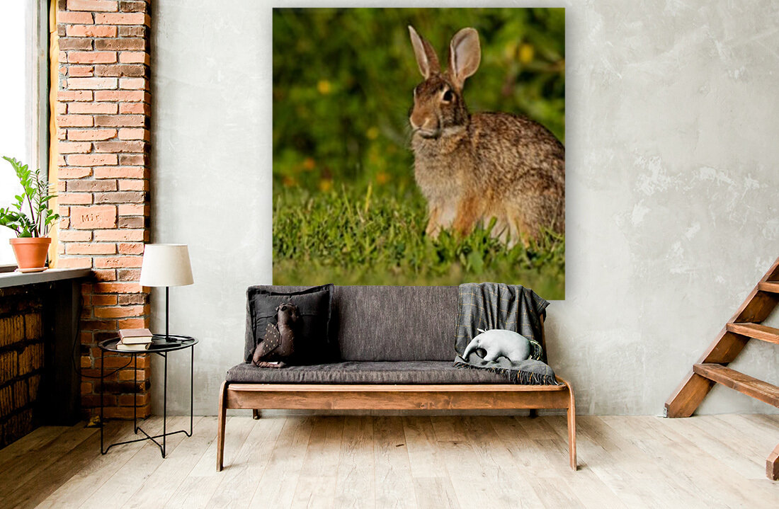 Bunny Portrait Reproduction