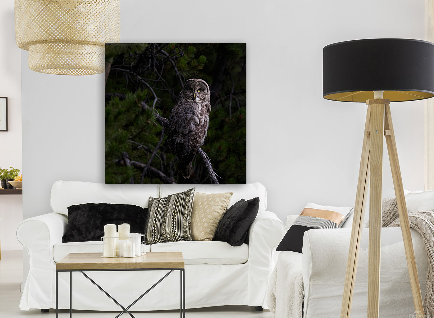 Great Gray Owl Reproduction