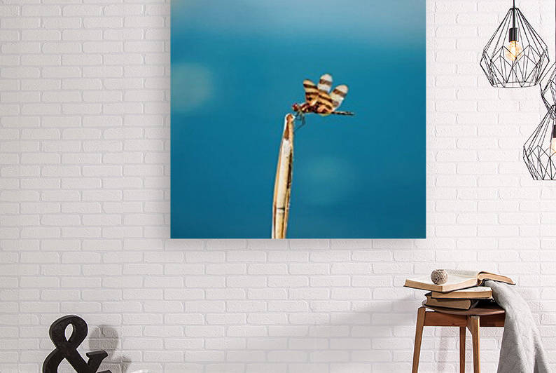 Dragonfly on a Reed Reproduction