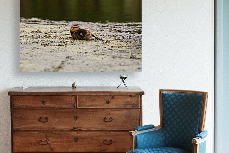 Laid Back Duckling by Cameraman Klein
