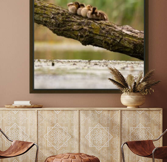 Ducklings on a Branch Reproduction