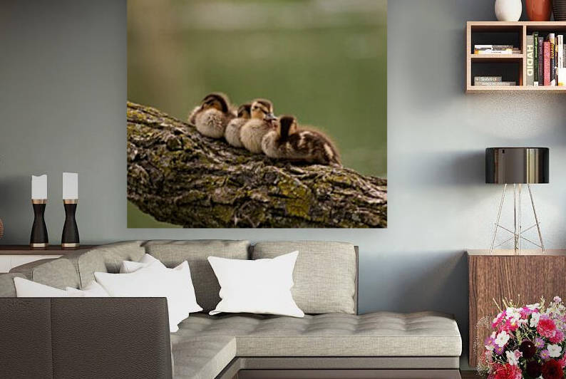 Sleepy Ducklings Reproduction