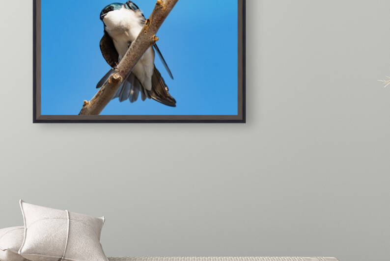 Tree Swallow by Cameraman Klein