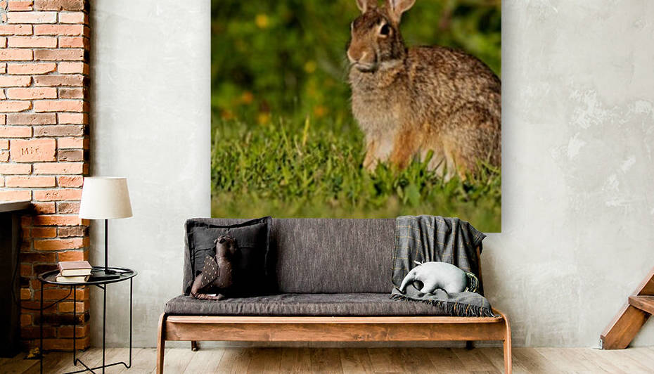 Bunny Portrait by Cameraman Klein