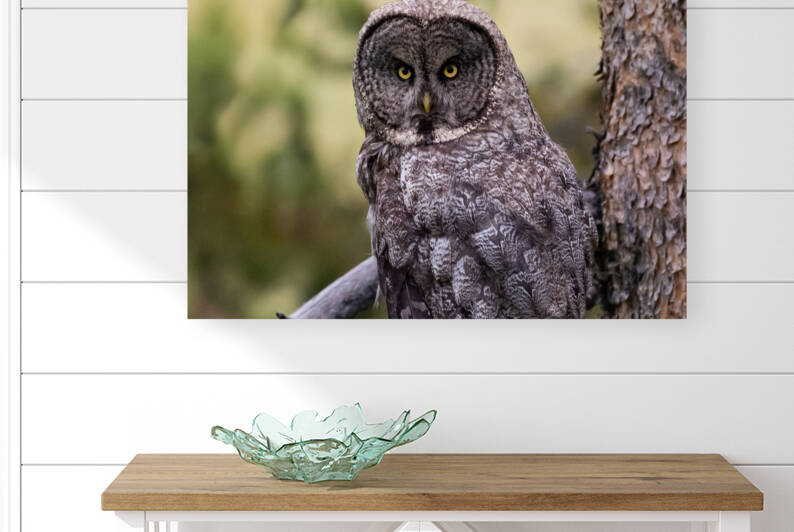 Great Gray Owl by Cameraman Klein