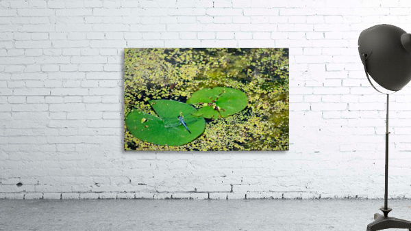 Dragonfly on Lily Pads Wall Preview
