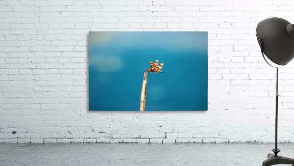 Dragonfly on a Reed Wall Preview
