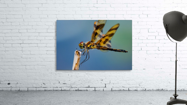Dragonfly Macro Wall Preview