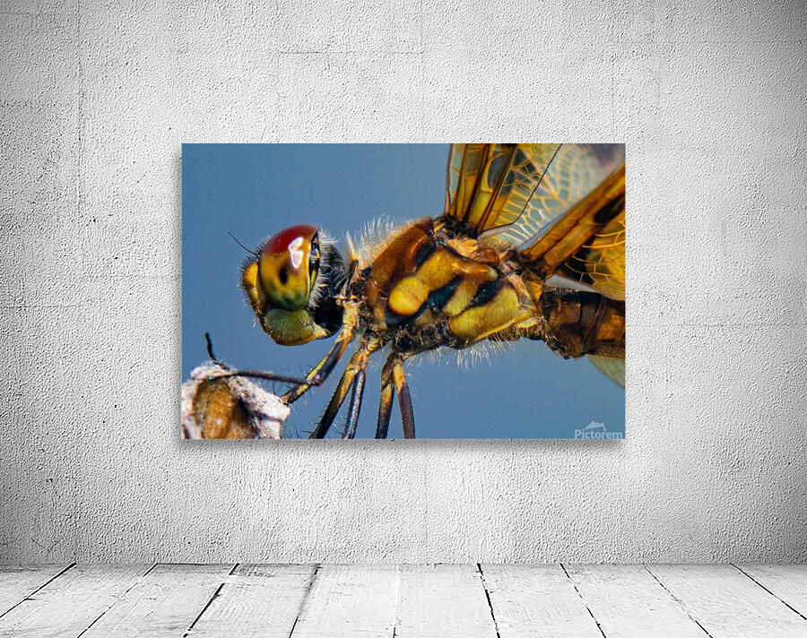 Dragonfly Macro Wall Preview