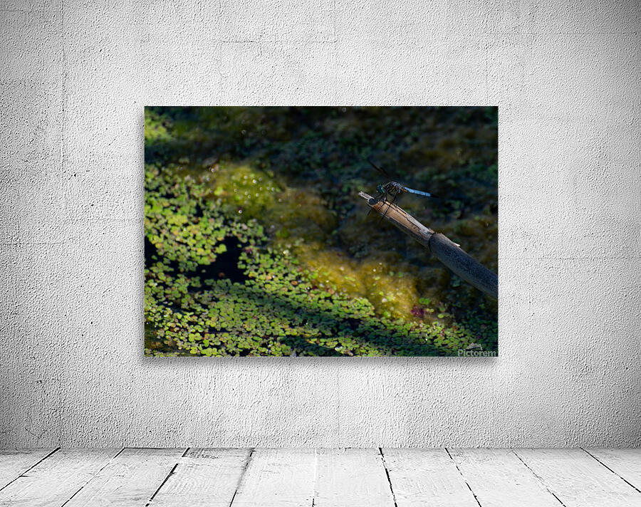 Dragonfly Macro Wall Preview