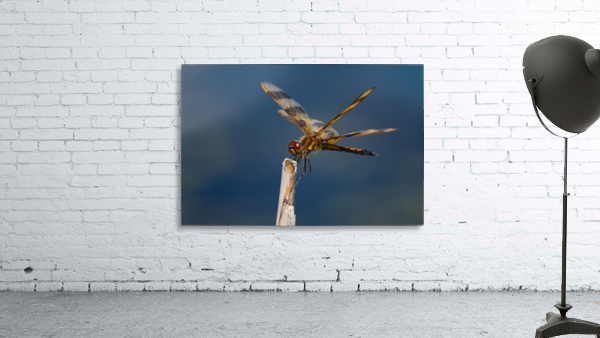 Dragonfly Macro Wall Preview