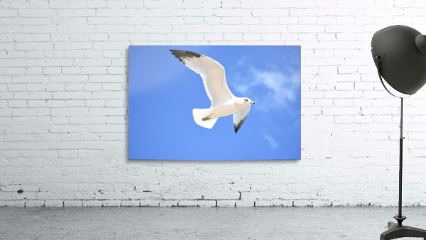 Seagull Overhead Wall Preview